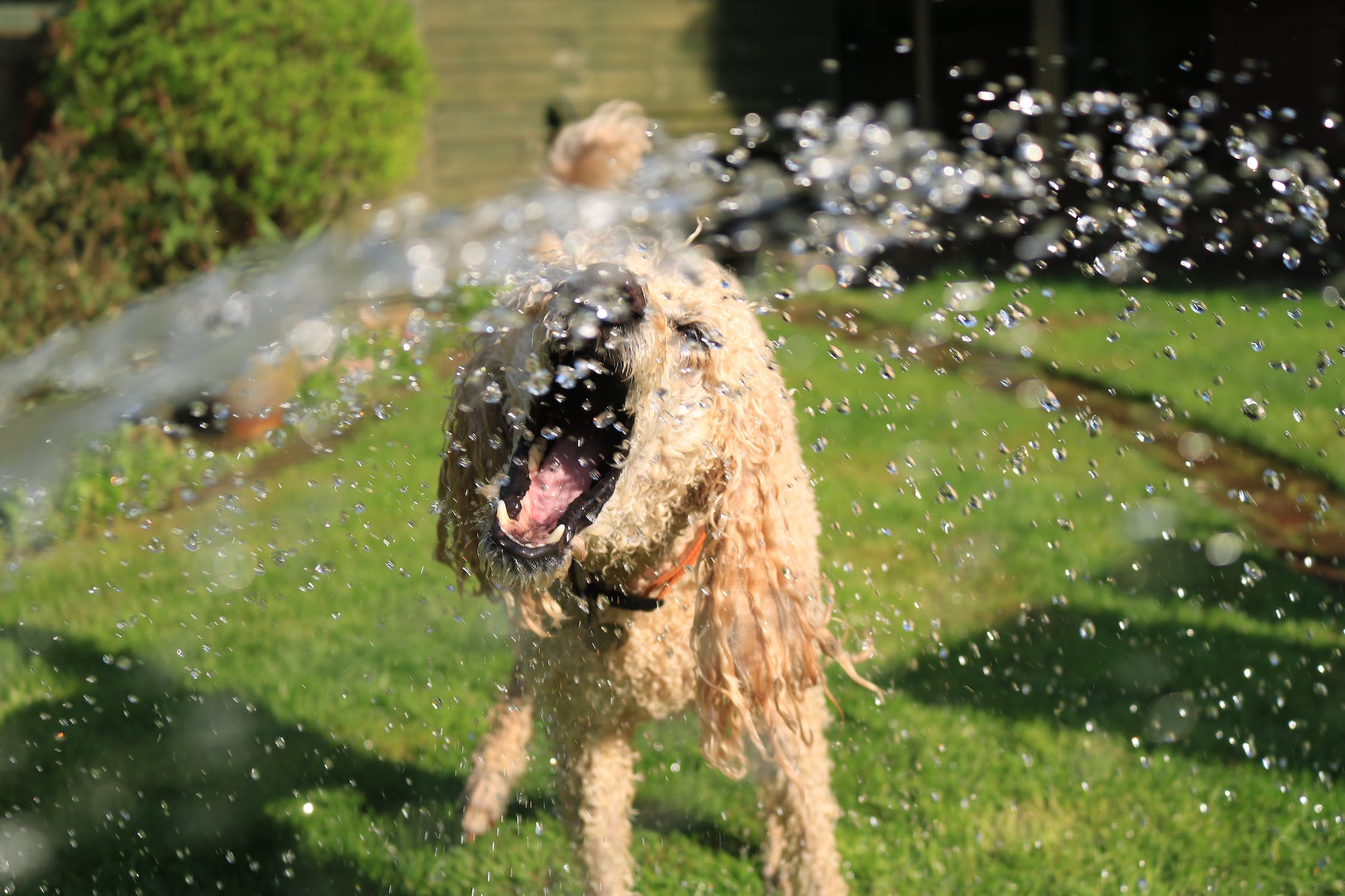 Dog in garden soaked wet