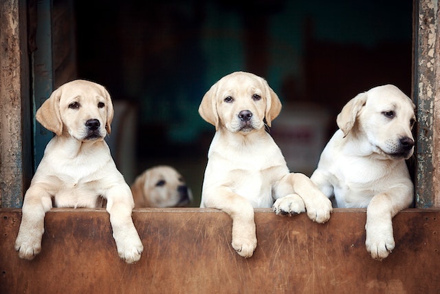 cute little three puppies with fourth in a distance background