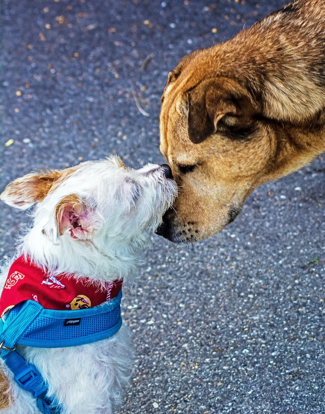 dog welcoming another very cute dog