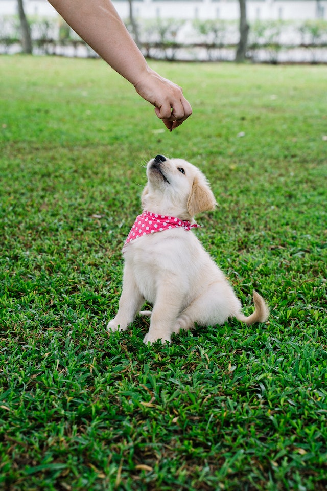 dog owner giving a mini dog treat to a puppy sat on the grass looking up to the treat