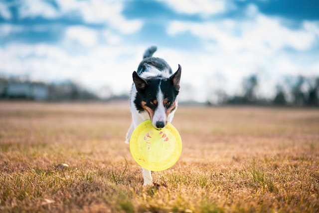 dog with a frisbee in a park coming out of the photo