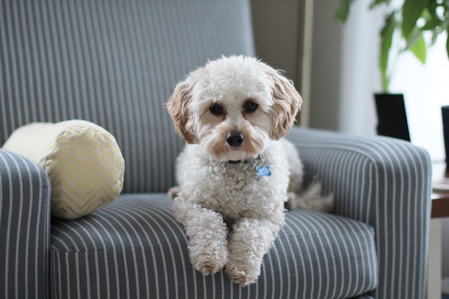 cute dog with a blue bone shape collar sitting on a sofa looking at the camera