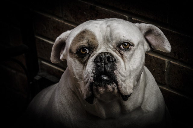 dark photo of an aged dog