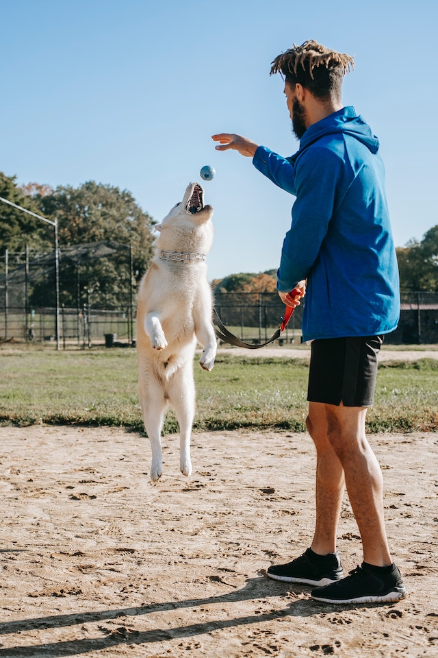 dog trainer with blue jacket & shorts giving training a dog who has catches a ball jumping